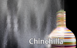 chinchila